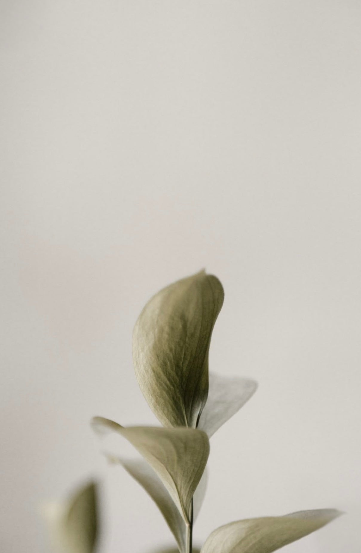 Scented Candle Set Amanecer & Jardín Verde